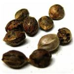 Семена марихуаны АК-47  (Seeds AK-47) в Вяземском